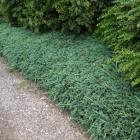 کاج جونی پروس خزنده ( افقی ) 1