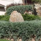 کاج جونی پروس خزنده ( افقی ) 12