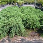 کاج جونی پروس خزنده ( افقی ) 15