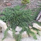 کاج جونی پروس خزنده ( افقی ) 16