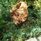 کاج جونی پروس خزنده ( افقی ) 17