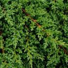 کاج جونی پروس صخره ای 3