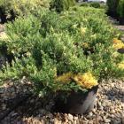 کاج جونی پروس مش ( ابلق ) رونده 1