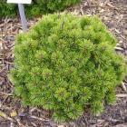 کاج پیوندی موگو 9