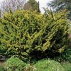 کاج دم روباه طلایی 9