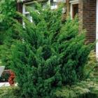 کاج دم روباه سبز 10