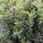 شمشا نعنایی سفید 2