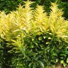 شمشاد نعنایی زعفرانی 3