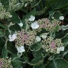 هورتانسیا ابلق 7