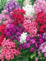 فروش بذر گل فلوکس